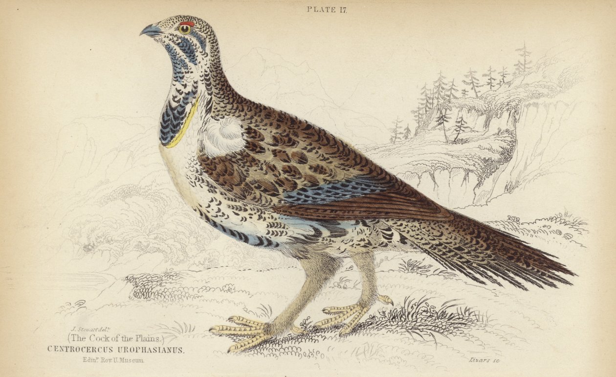 Centrocercus Urophasianus - J. Stewart