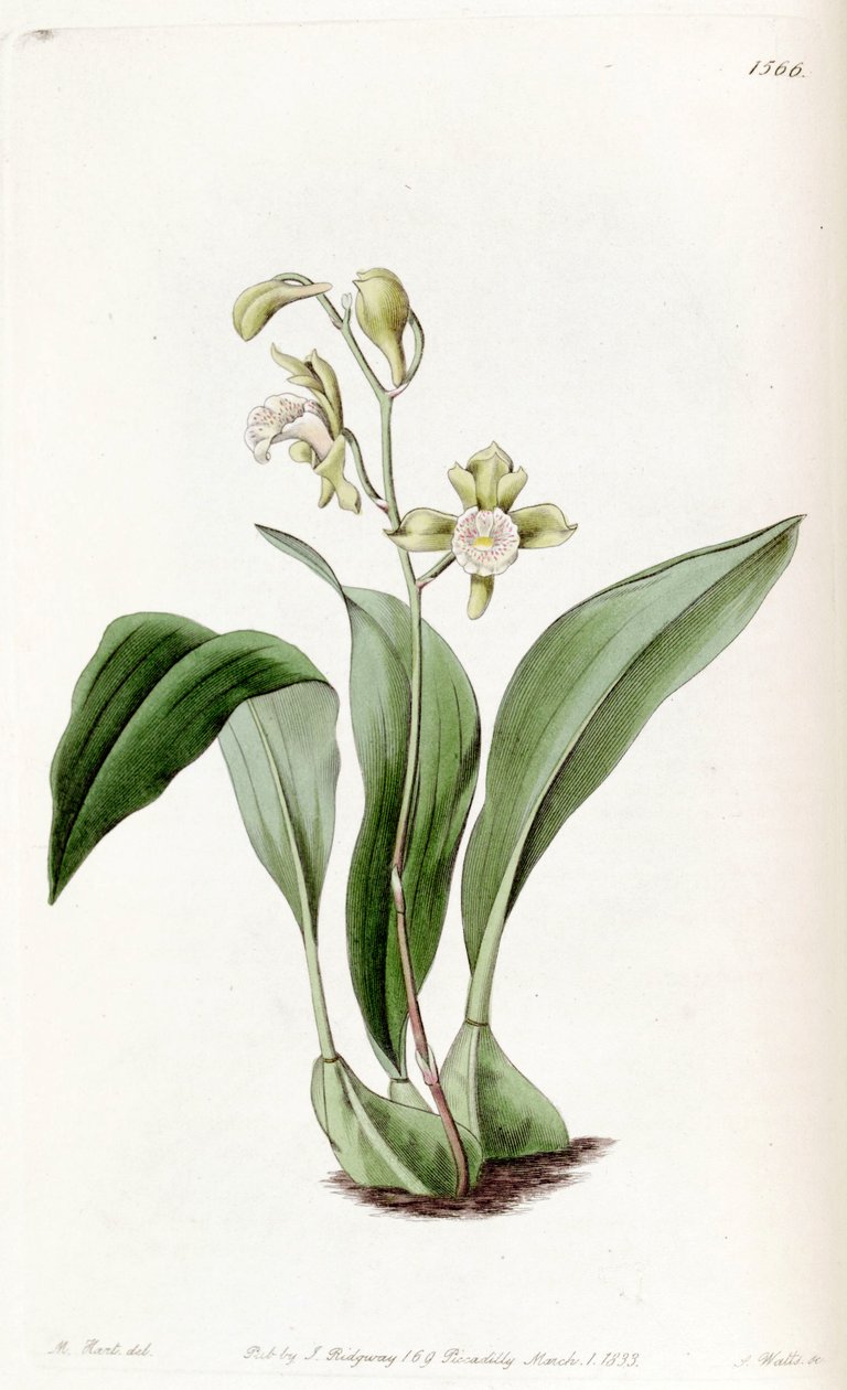 Bifrenaria racemosa (syn. Maxillaria racemosa) - Jams  Watts