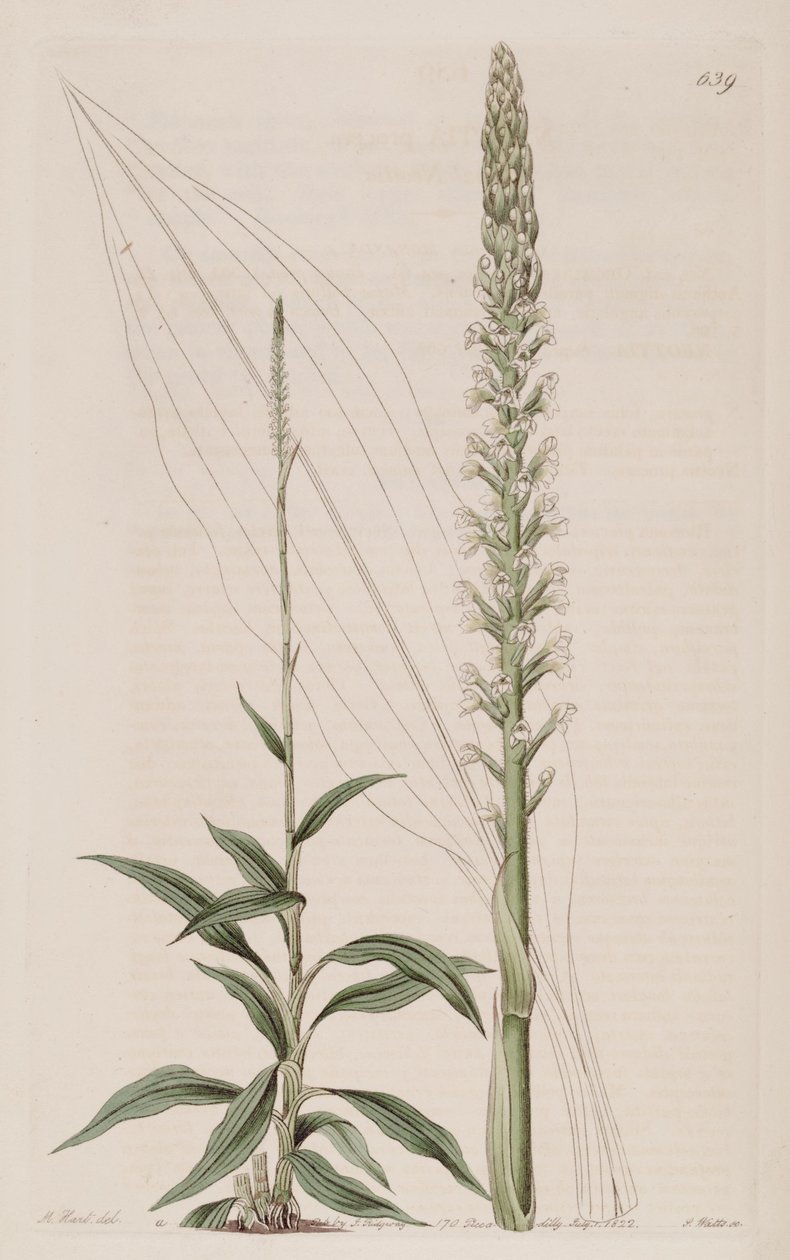 Illustration de Goodyera procera (syn. Neottia procera) - Jams  Watts