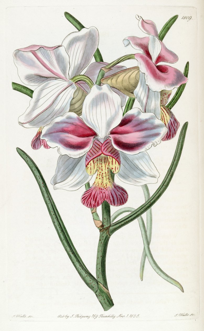 Papilionanthe teres (syn. Vanda teres) - Jams  Watts