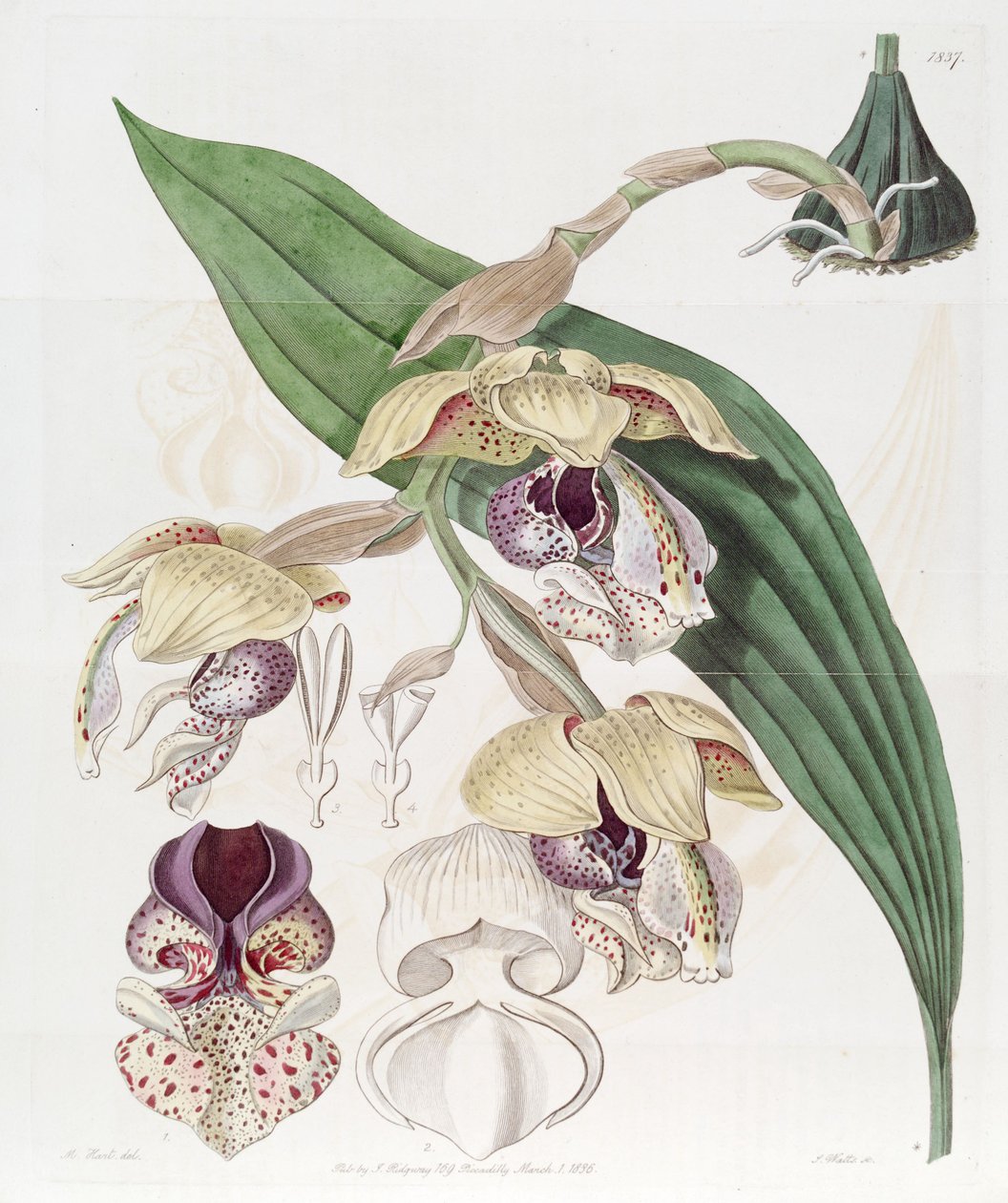 Stanhopea insignis - Jams  Watts