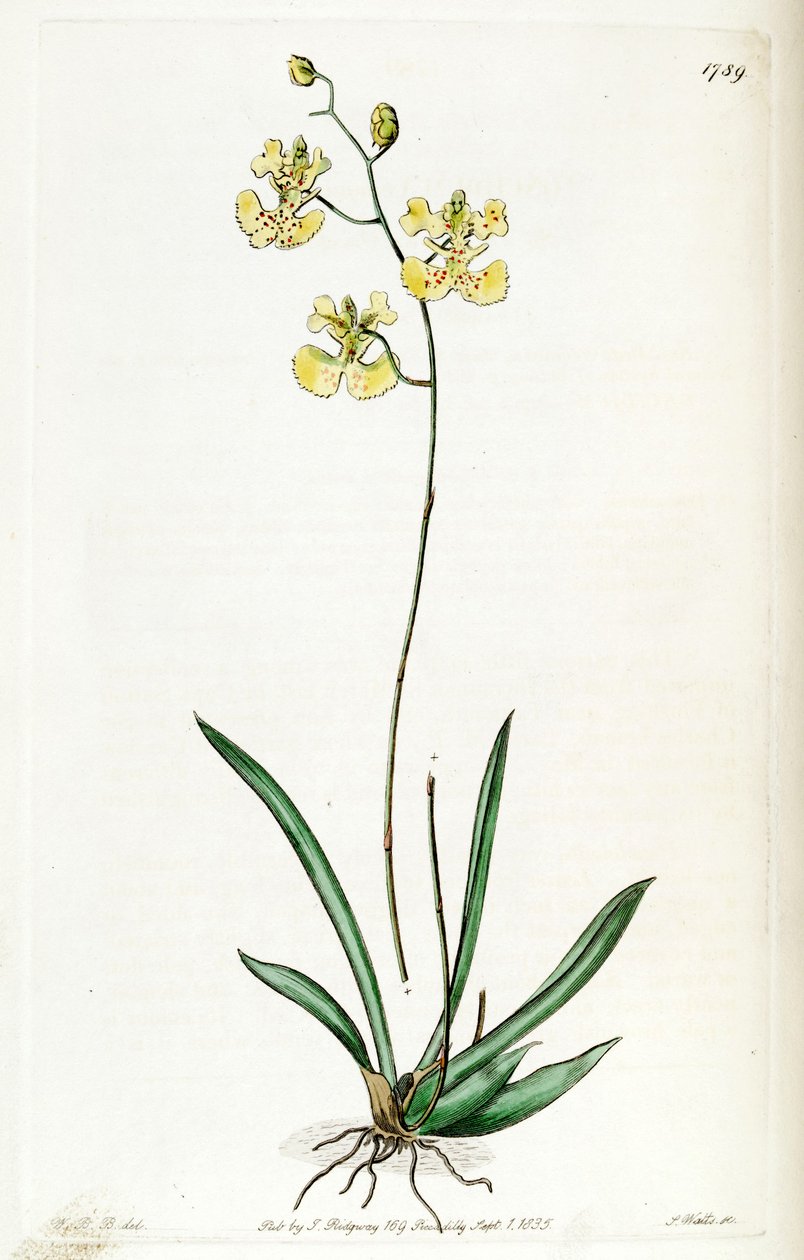 Tolumnia guianensis - Jams  Watts