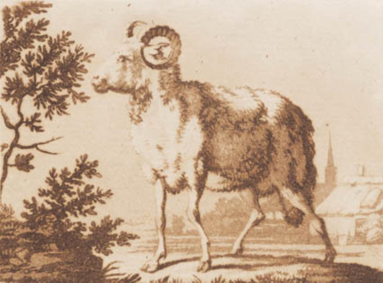 Un bélier - J.F. Clemens