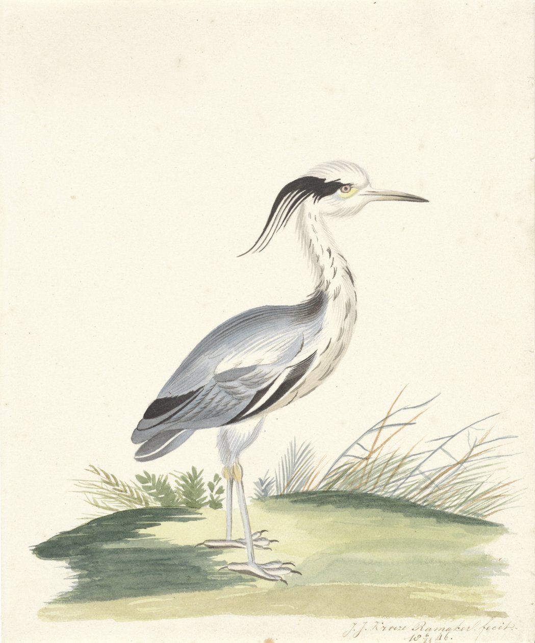 Héron bleu - J.J. Ramaker