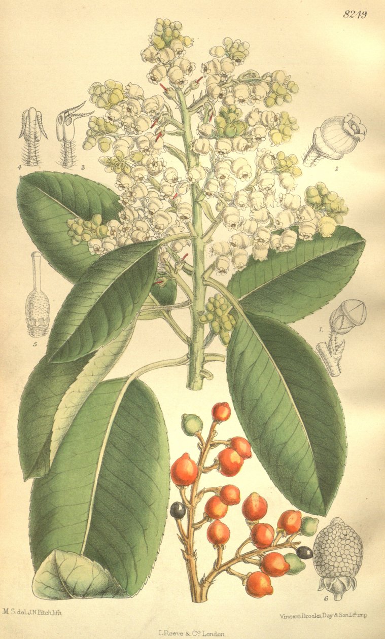 Arbutus menziesii - J.N. Fitch