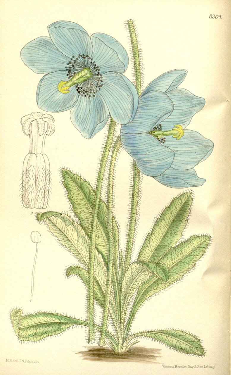 Meconopsis simplicifolia, Papaveraceae - J.N. Fitch
