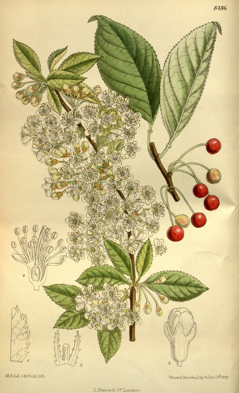 Prunus pensylvanica, Rosaceae - J.N. Fitch