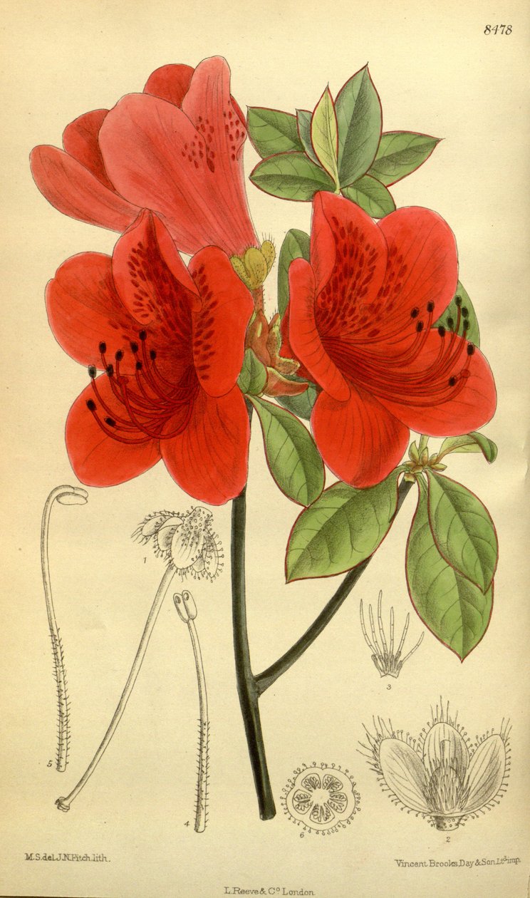 Rhododendron sublanceolatum (= Rhododendron scabrum), Ericaceae - J.N. Fitch