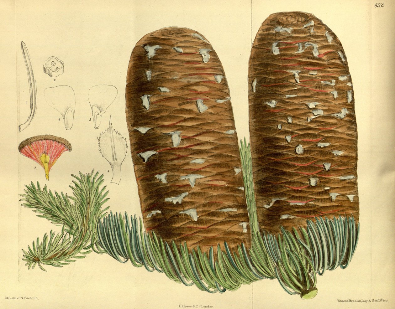 Abies magnifica, Pinaceae - J.N. Fitch