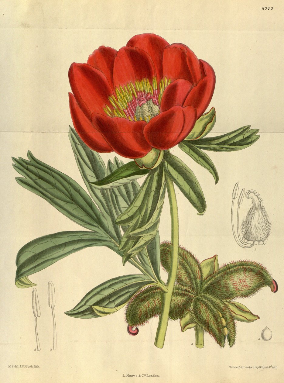 Paeonia peregrina, Paeoniaceae - J.N. Fitch