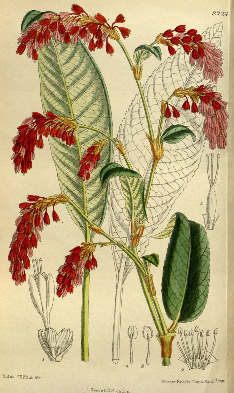 Polygonum griffithii - J.N. Fitch