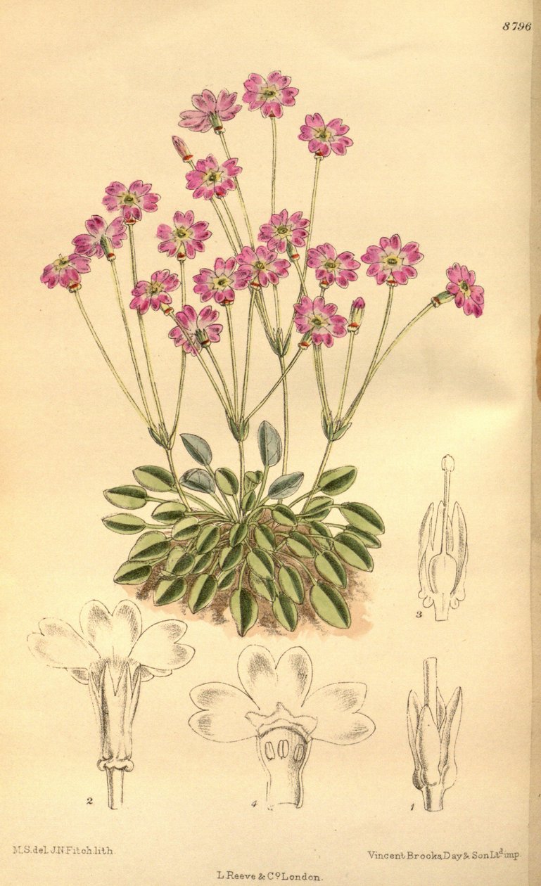 Primula tibetica, Primulaceae - J.N. Fitch