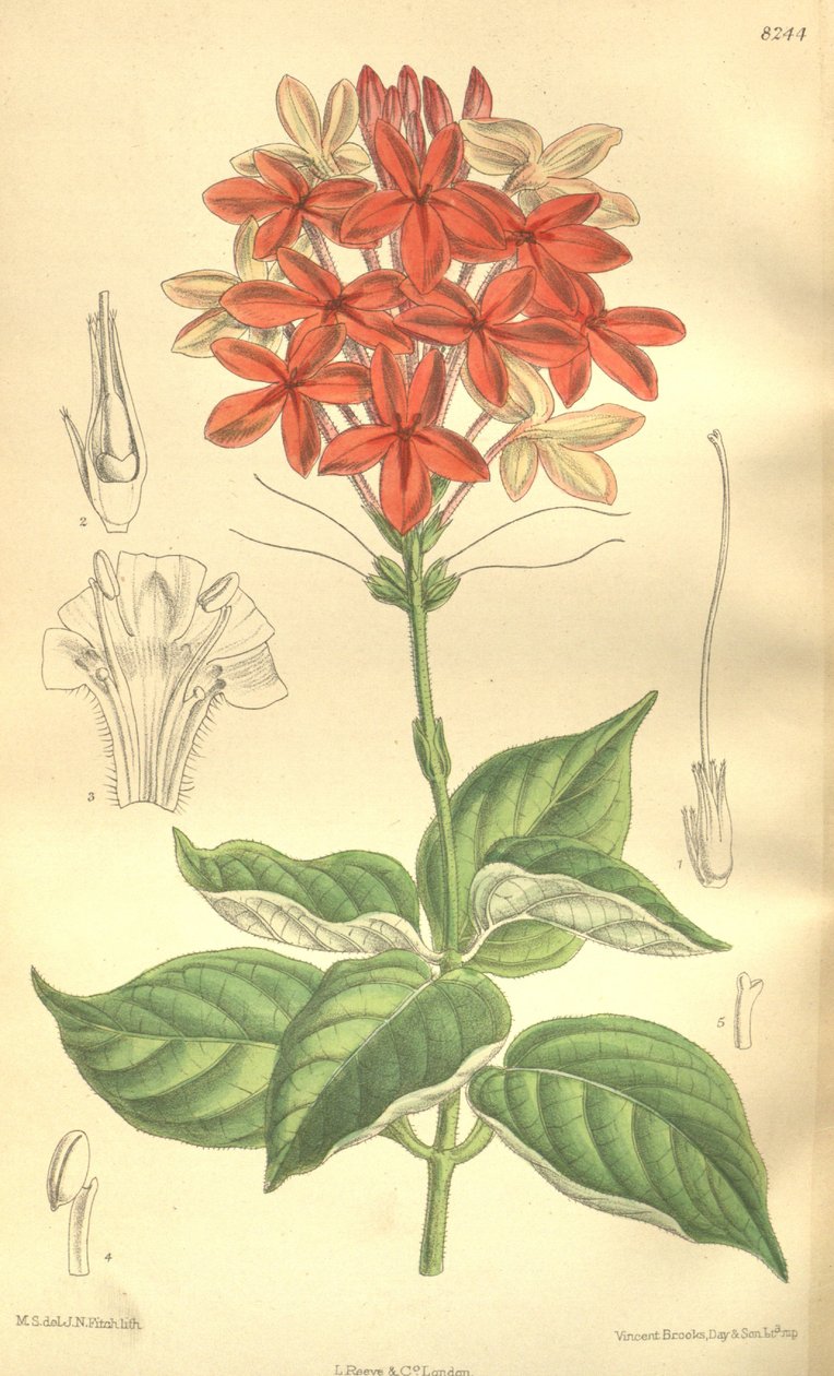 Pseuderanthemum seticalyx (= Ruspolia seticalyx), Acanthaceae - J.N. Fitch