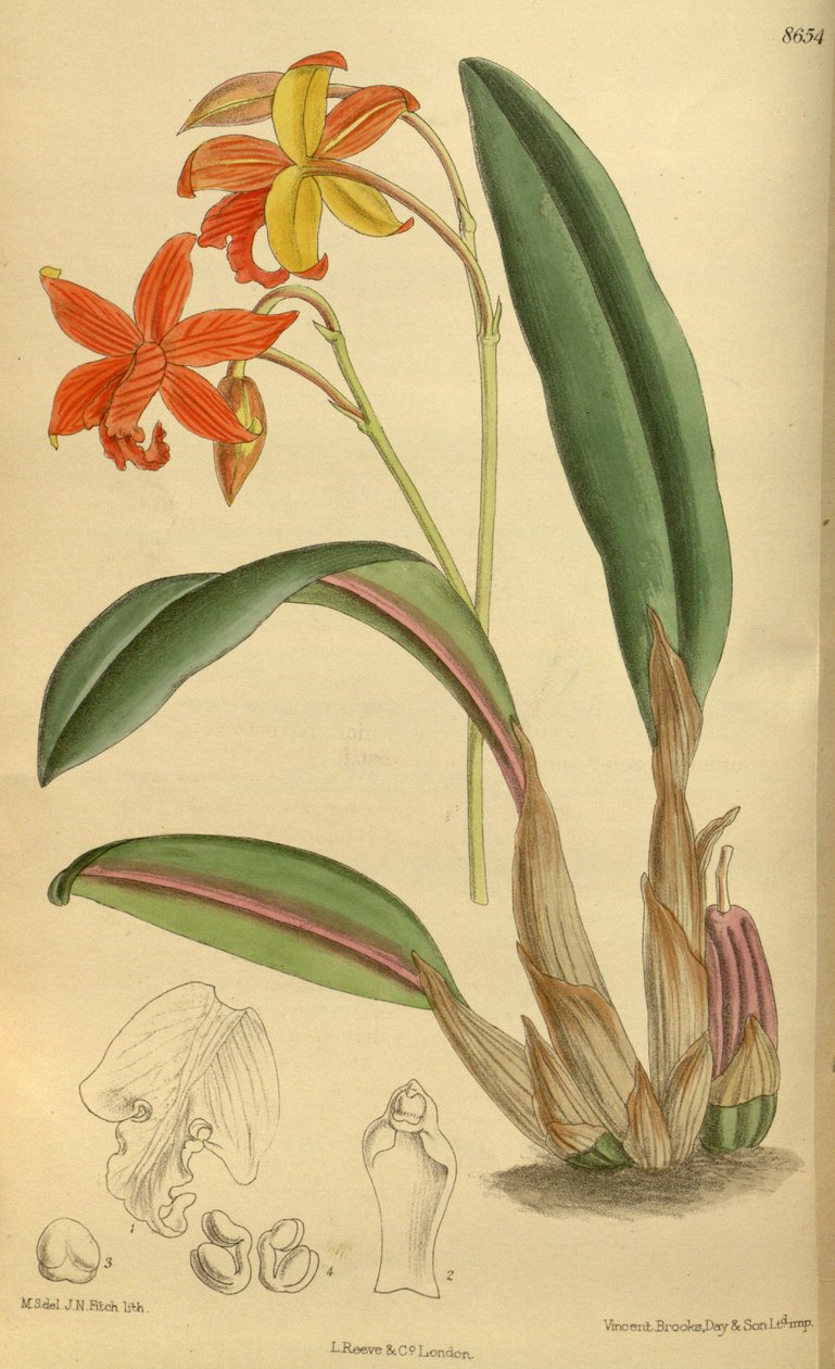 Sophrolaelia psyche, Orchidaceae - J.N. Fitch