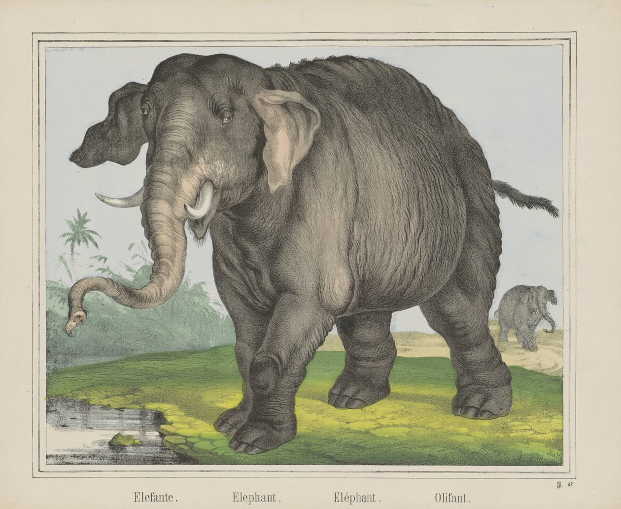 Éléphant - J. Scotti