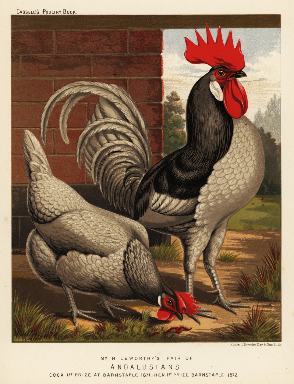 Poules andalouses - J. W. (after) Ludlow