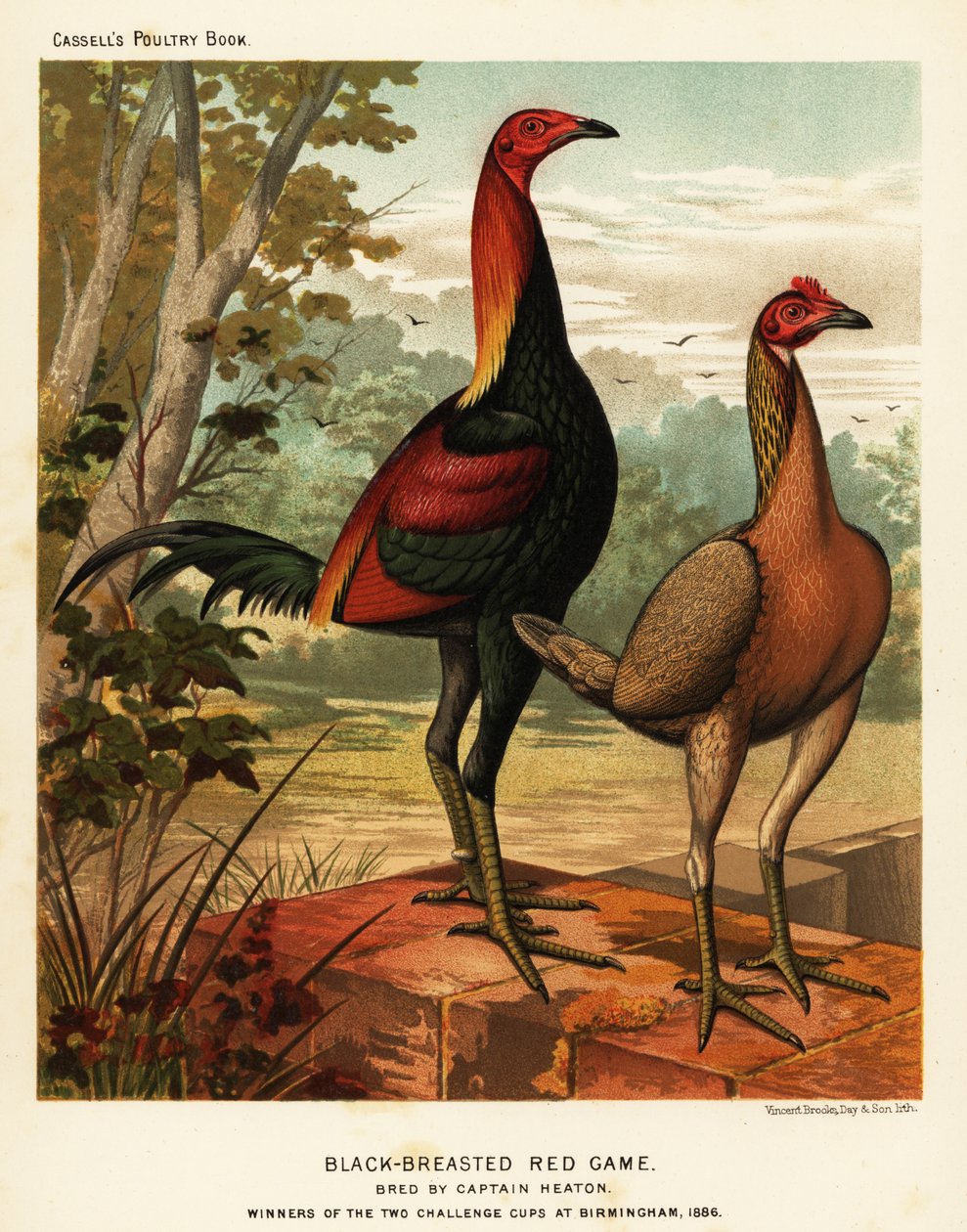 Oiseaux de jeu rouge à poitrine noire - J. W. (after) Ludlow