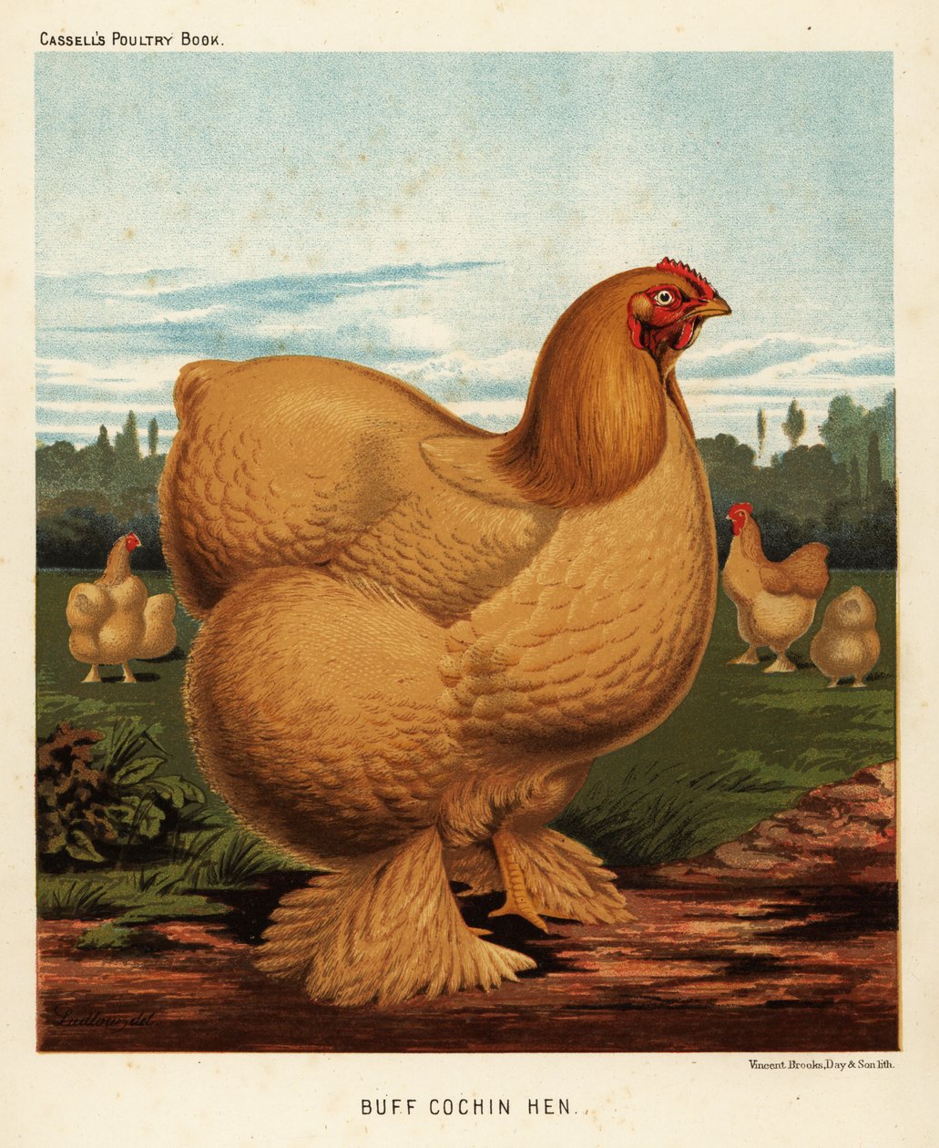 Poule cochin fauve - J. W. (after) Ludlow