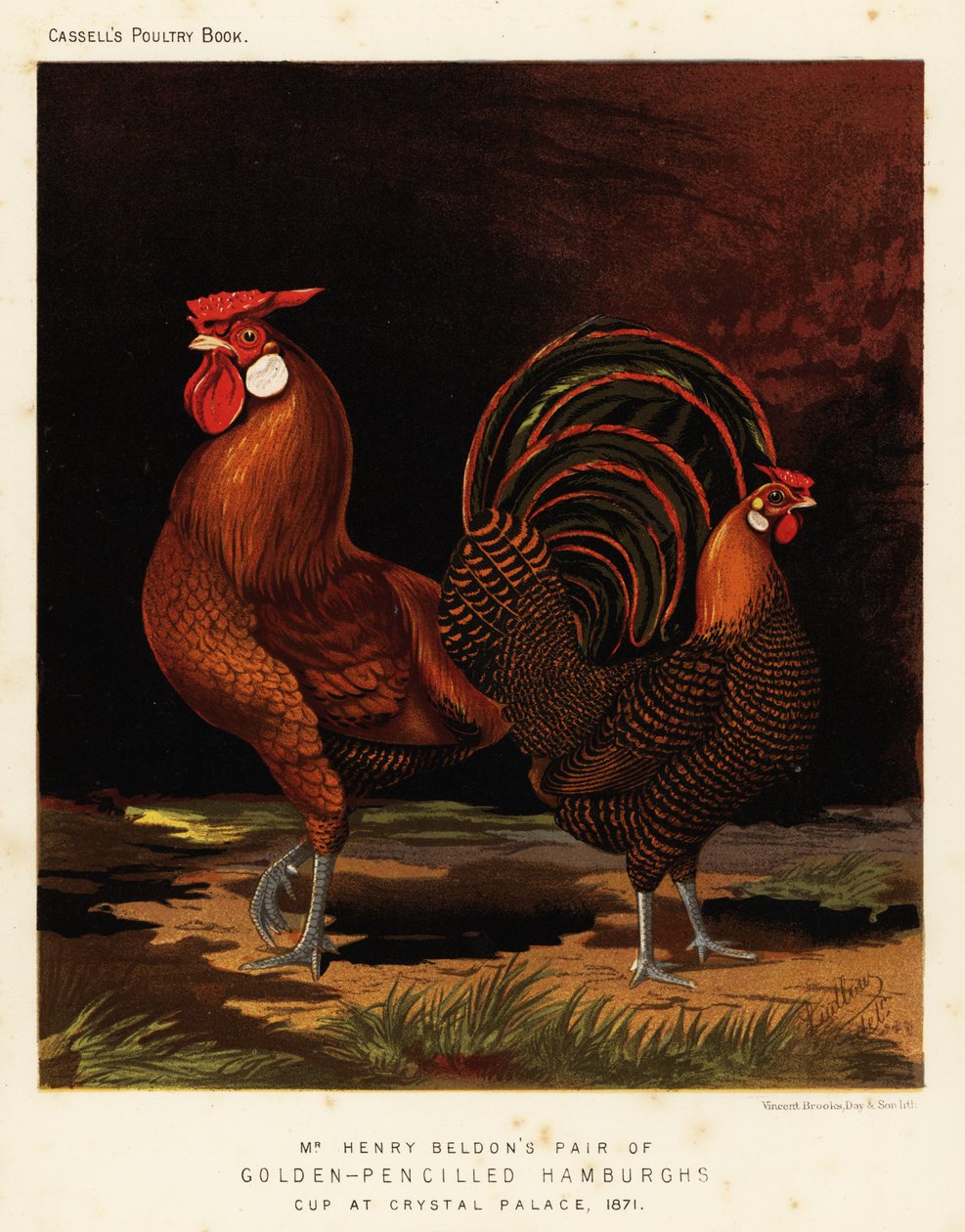 Hambourgs dorés à crayon - J. W. (after) Ludlow