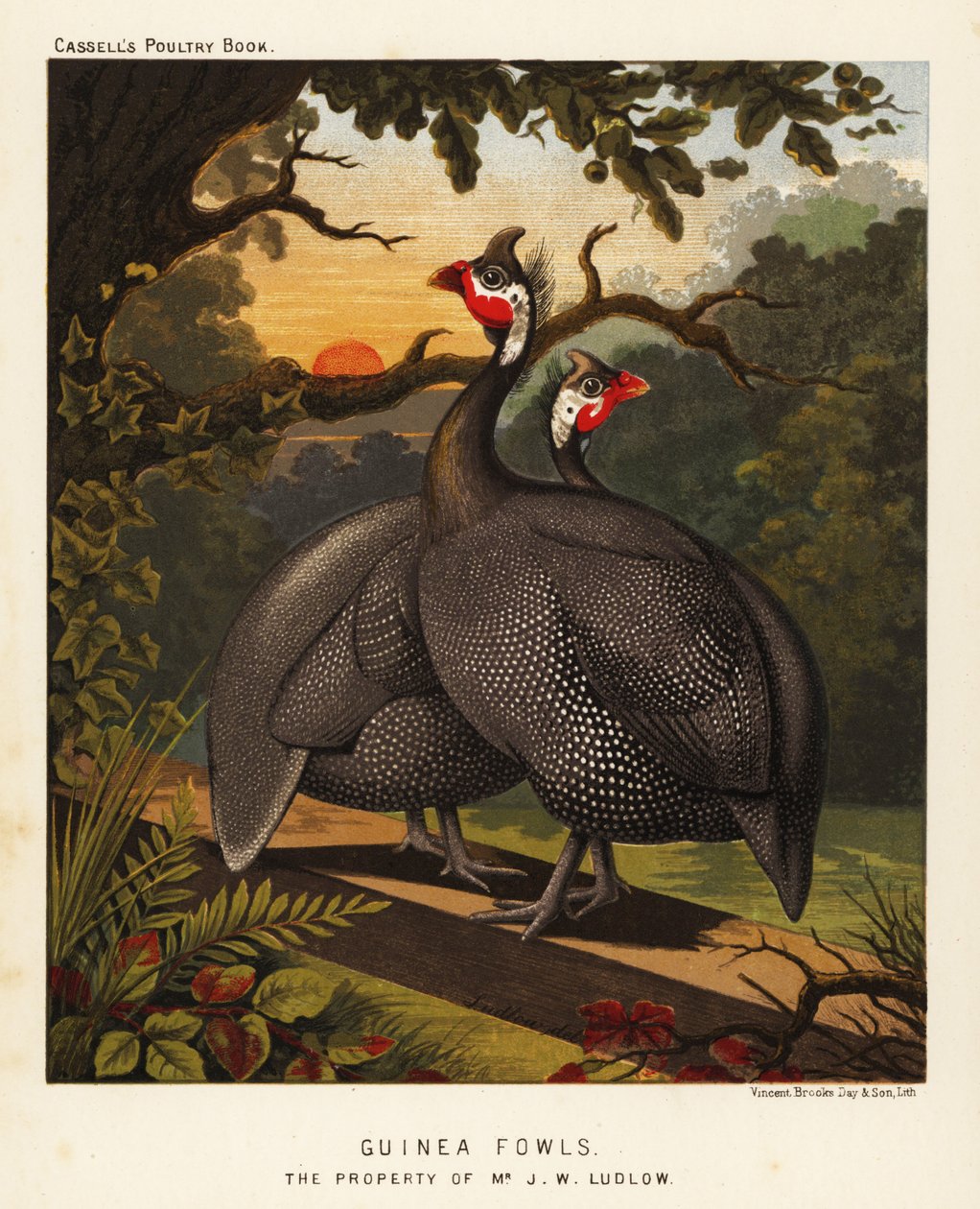 Pintades - J. W. (after) Ludlow