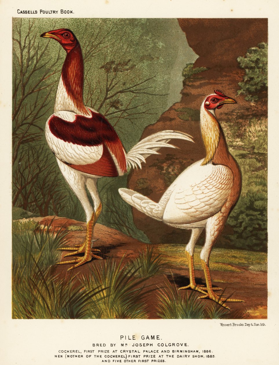 Jeu de pile, coq et poule - J. W. (after) Ludlow