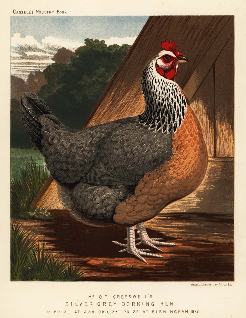 Poule Dorking gris argenté - J. W. (after) Ludlow