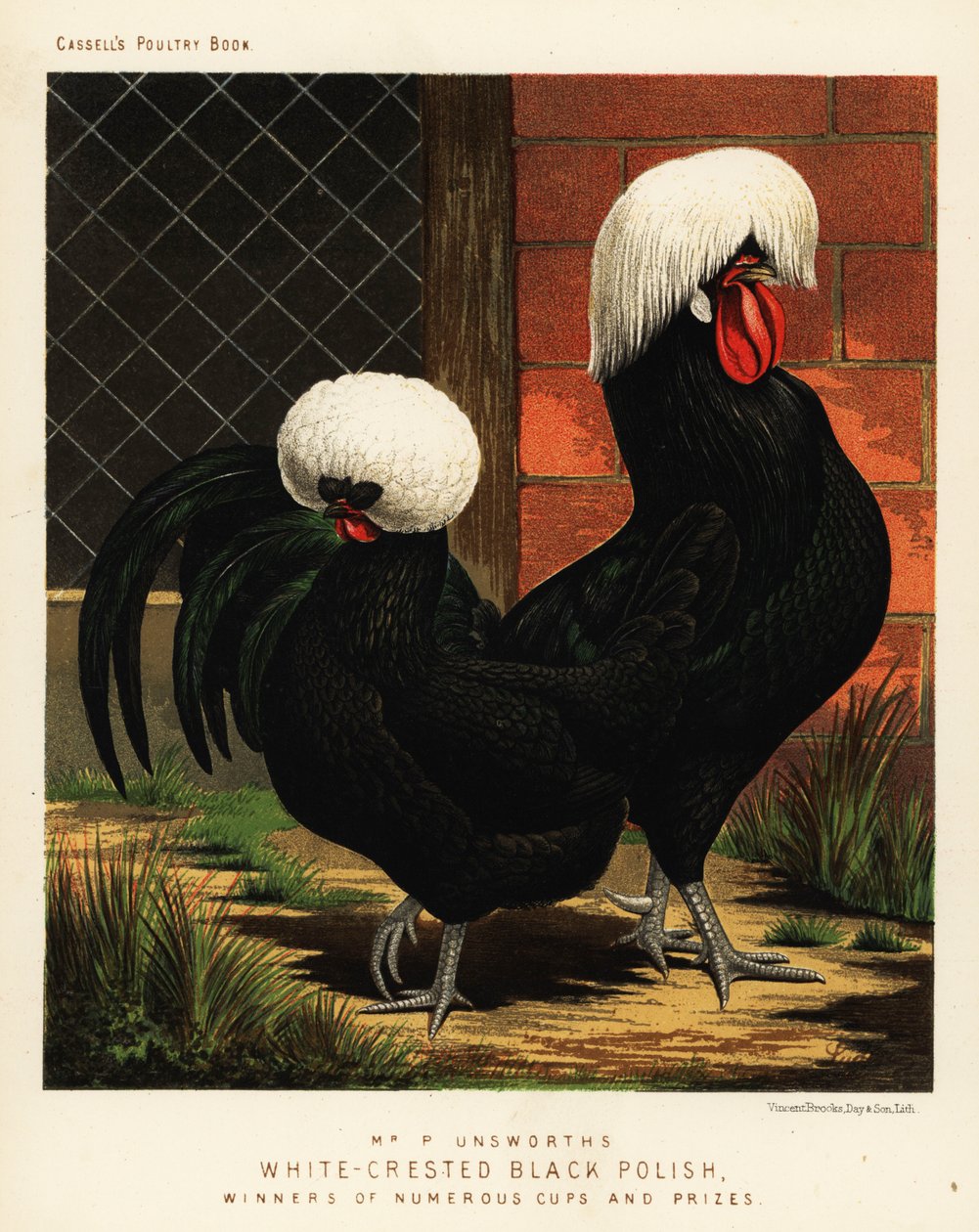 Poules polonaises noires à crête blanche - J. W. (after) Ludlow