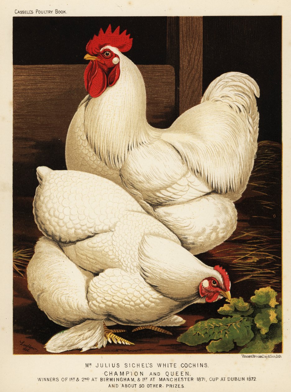 Coq et poule Cochin blancs - J. W. (after) Ludlow