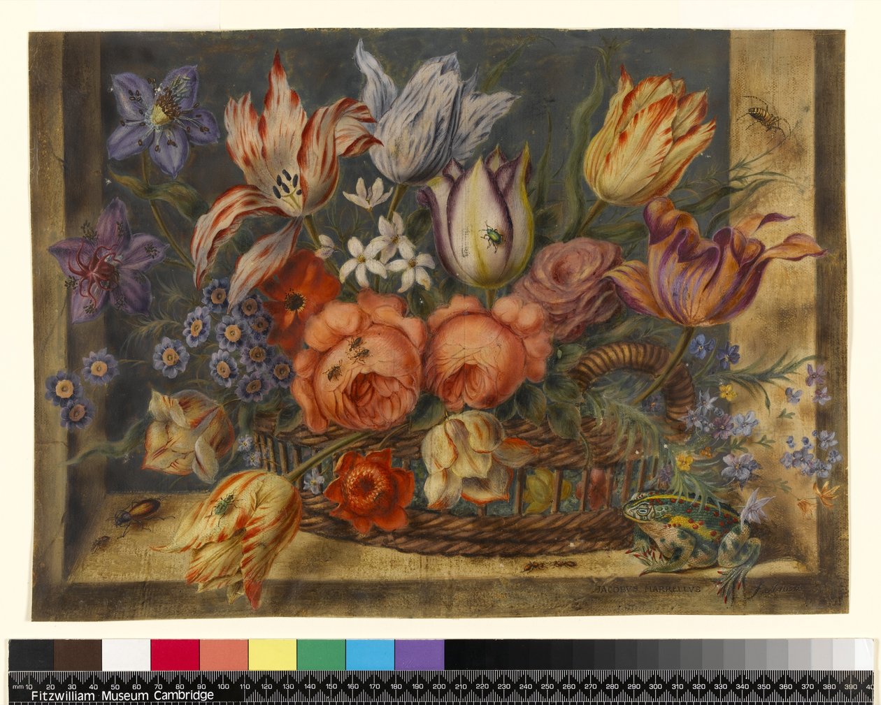 Fleurs dans un panier avec grenouilles et insectes, 1634 - Jacob Marrel