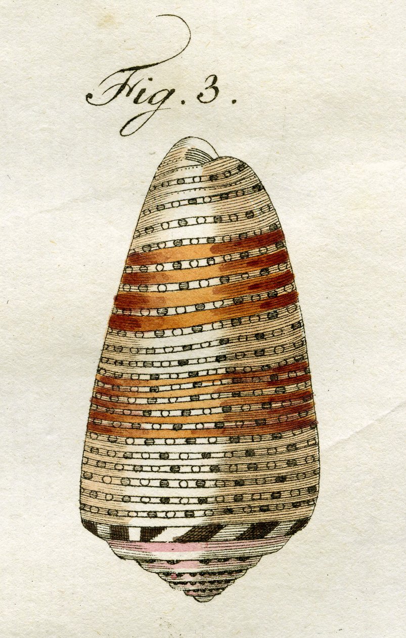 Illustration de Conus Ammiralis (sous-espèce Arausiacus) - Jacob Xavier Schmuzer