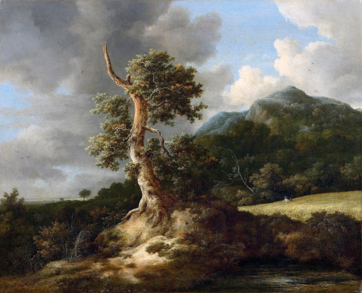 Paysage de montagne avec un chêne noueux devant un champ de blé - Jacob van Ruisdael