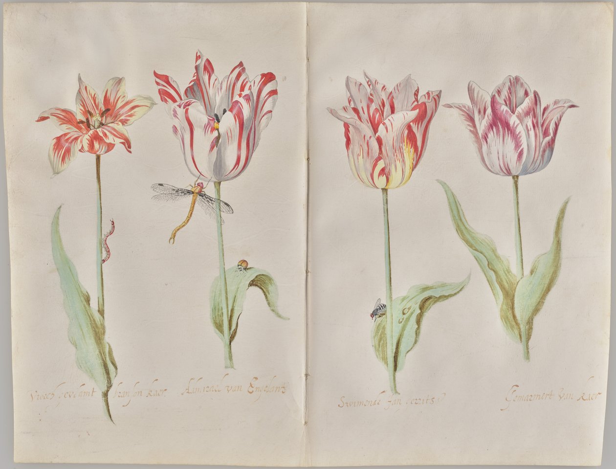 Four Tulips - Jacob Marrel
