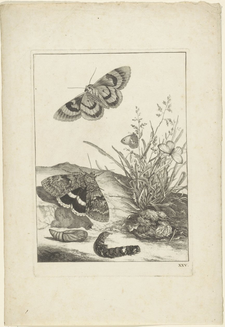 Papillons, chenille et cocon - Jacob l