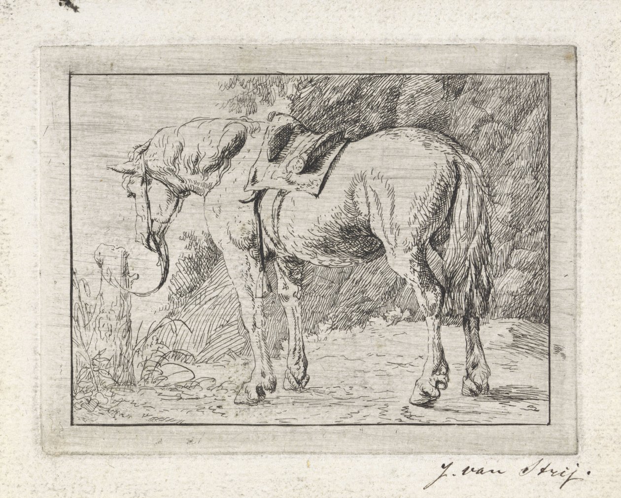 Cheval sellé attaché à un poteau - Jacob van Strij