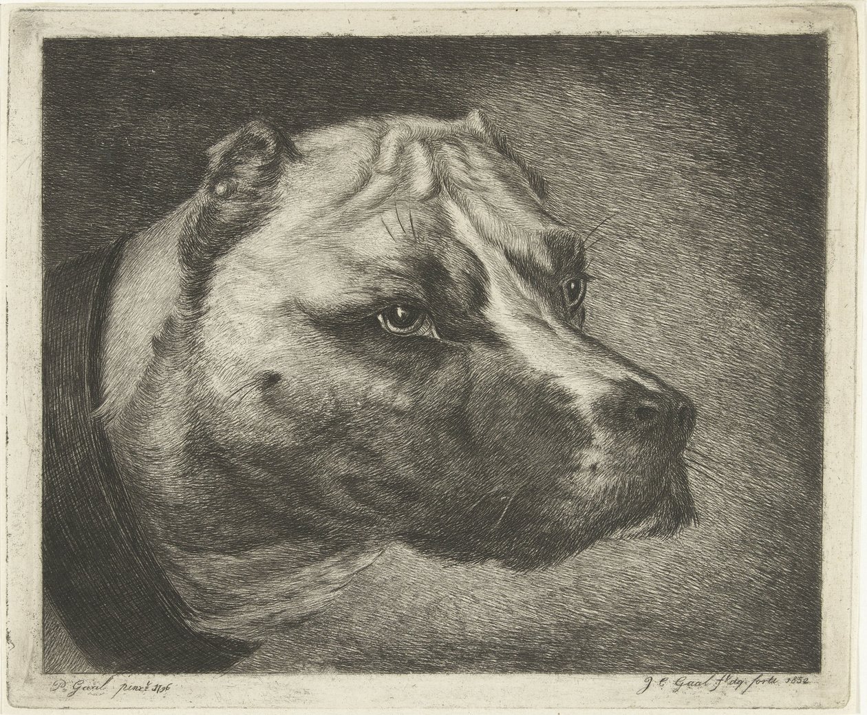 Tête de chien avec collier - Jacobus Cornelis Gaal