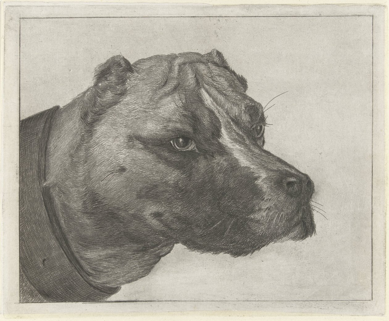 Tête de chien avec collier - Jacobus Cornelis Gaal