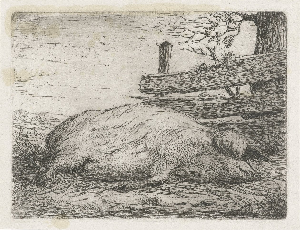 Sanglier couché - Jacobus Cornelis Gaal
