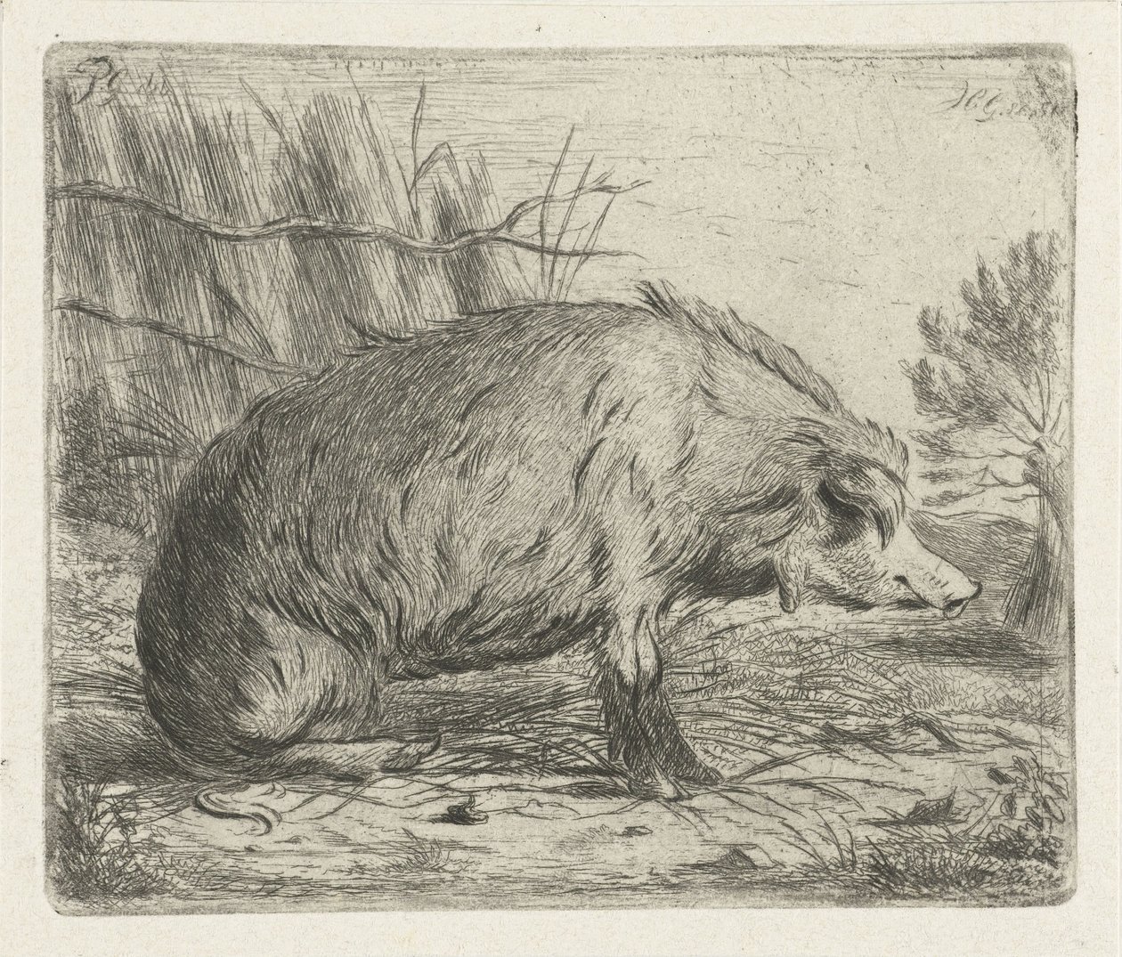 Sanglier assis - Jacobus Cornelis Gaal