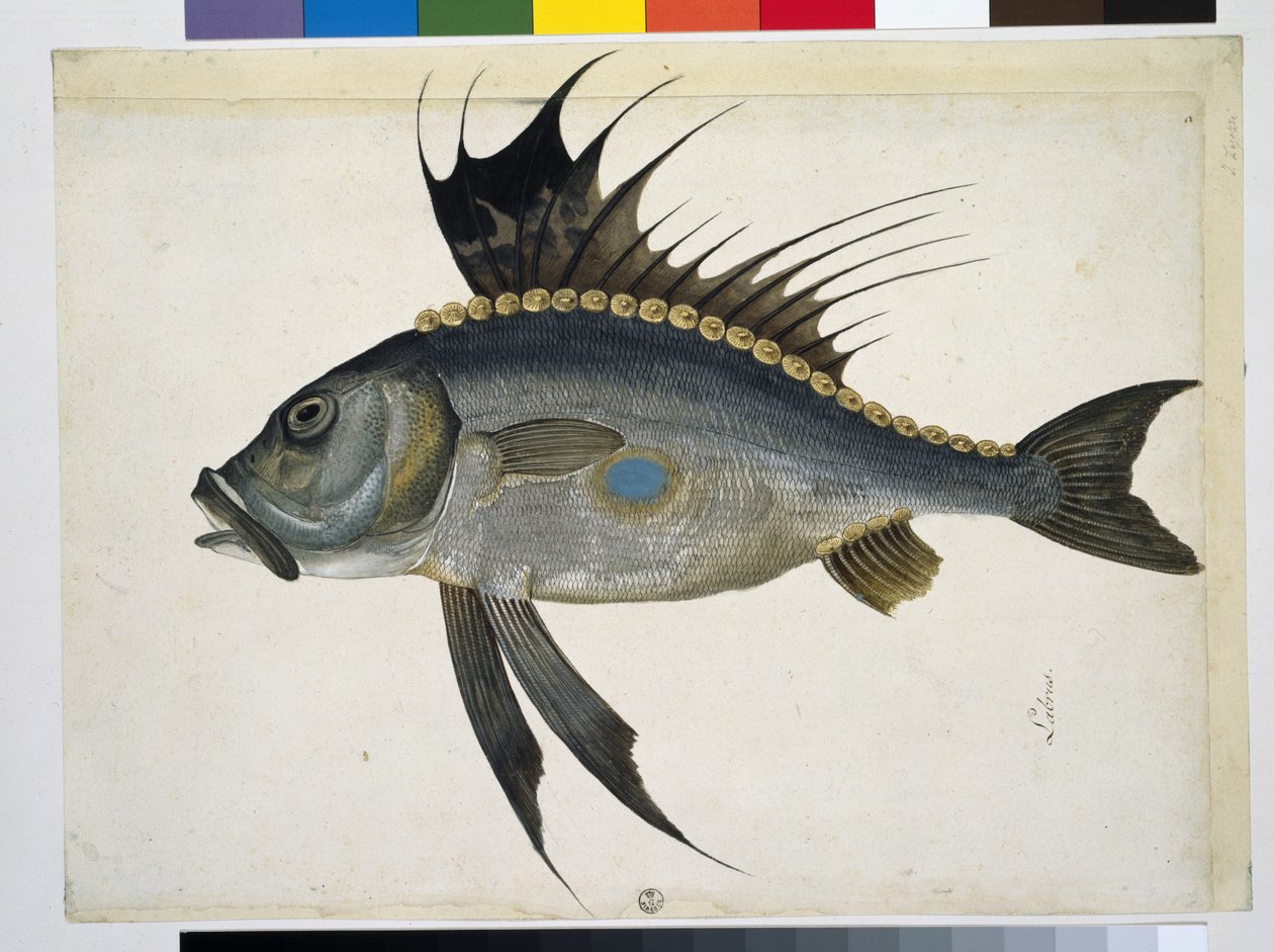 Poisson - Jacopo Ligozzi
