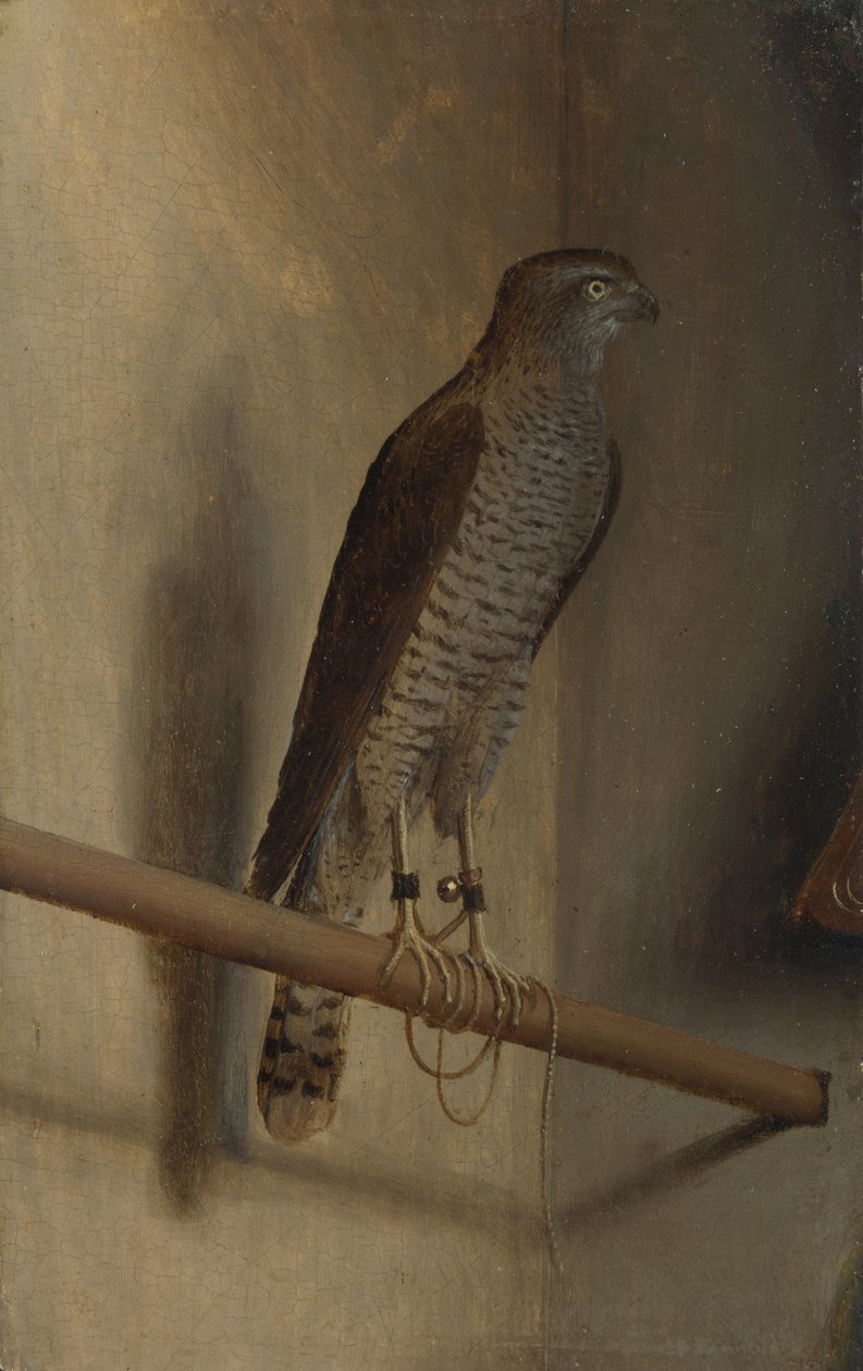 Un épervier - Jacopo de Barbari