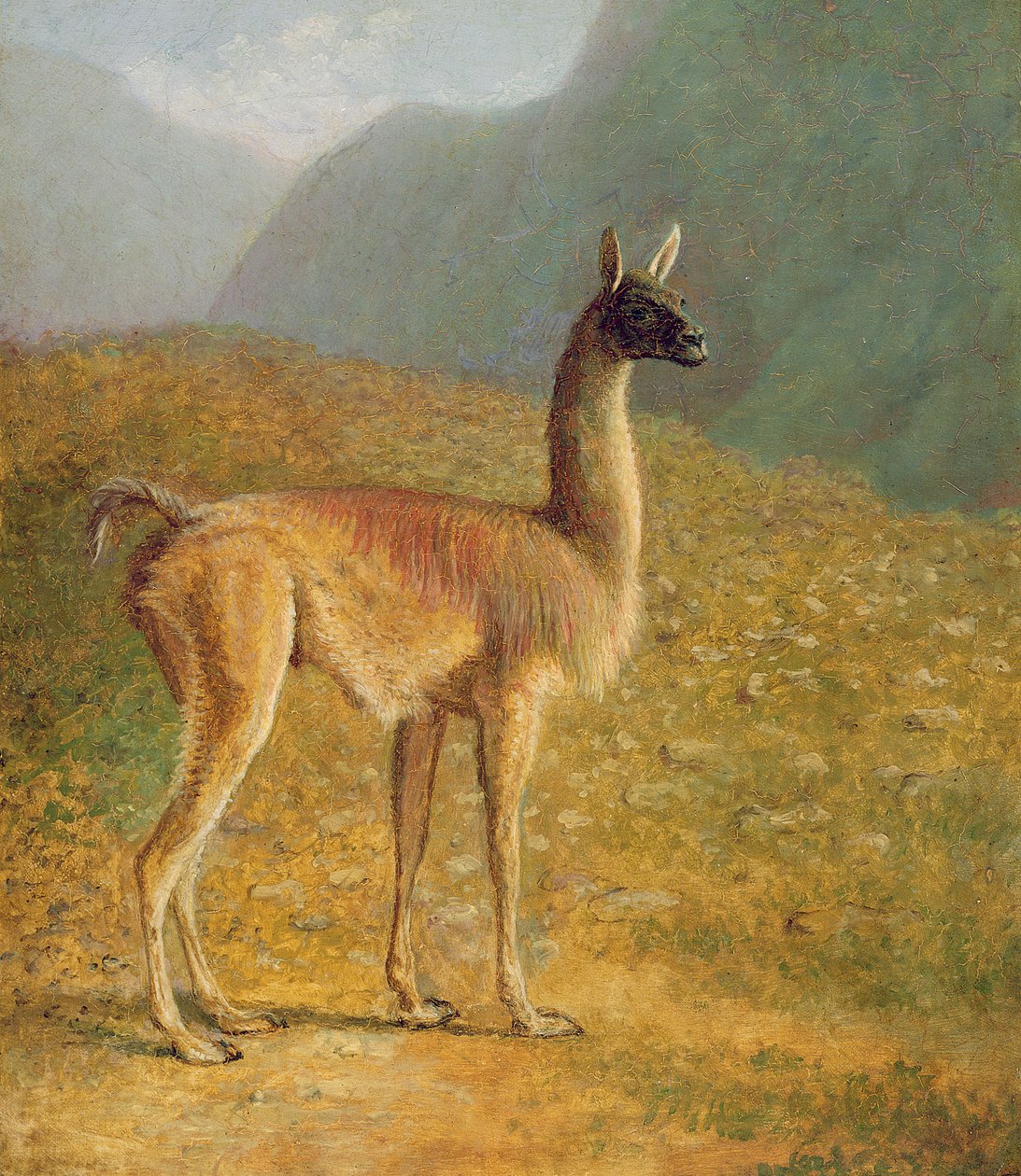 Guanaco, c.1848 - Jacques Laurent Agasse