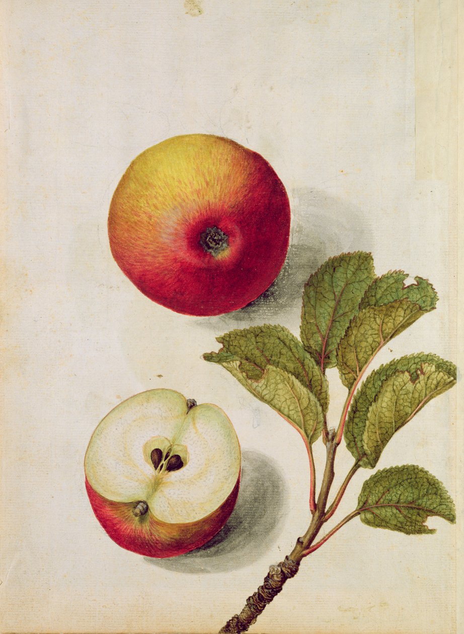 Pomme : Pyrus malus, vers 1568 - Jacques Le Moyne