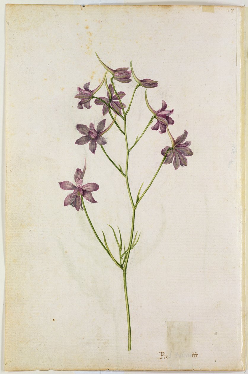 Delphinium ajacis, vers 1568 - Jacques Le Moyne