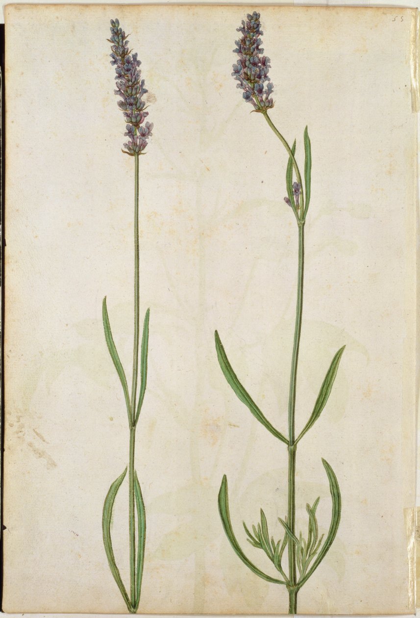 Lavandula officinalis (Lavande anglaise), vers 1568 - Jacques Le Moyne