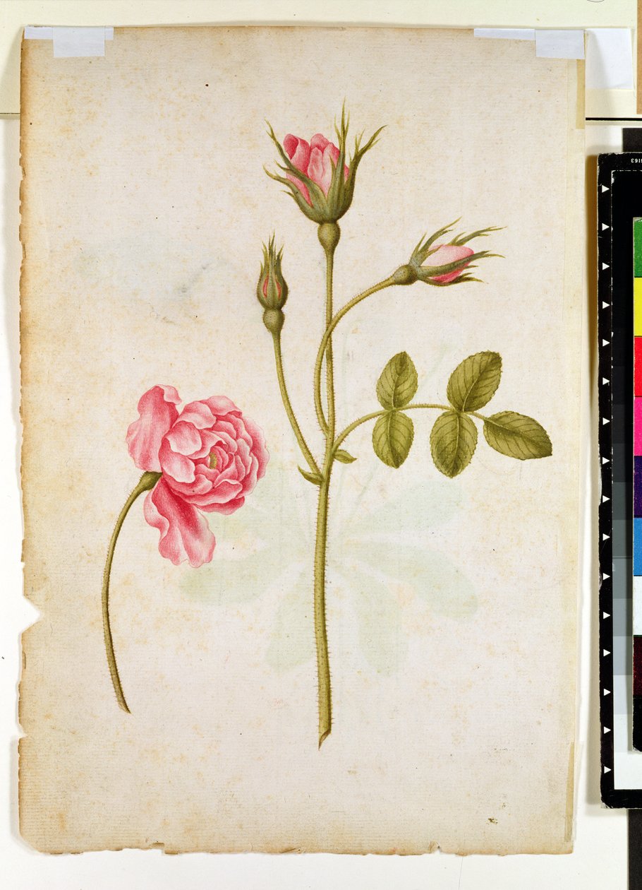 Rose rose, vers 1568 - Jacques Le Moyne