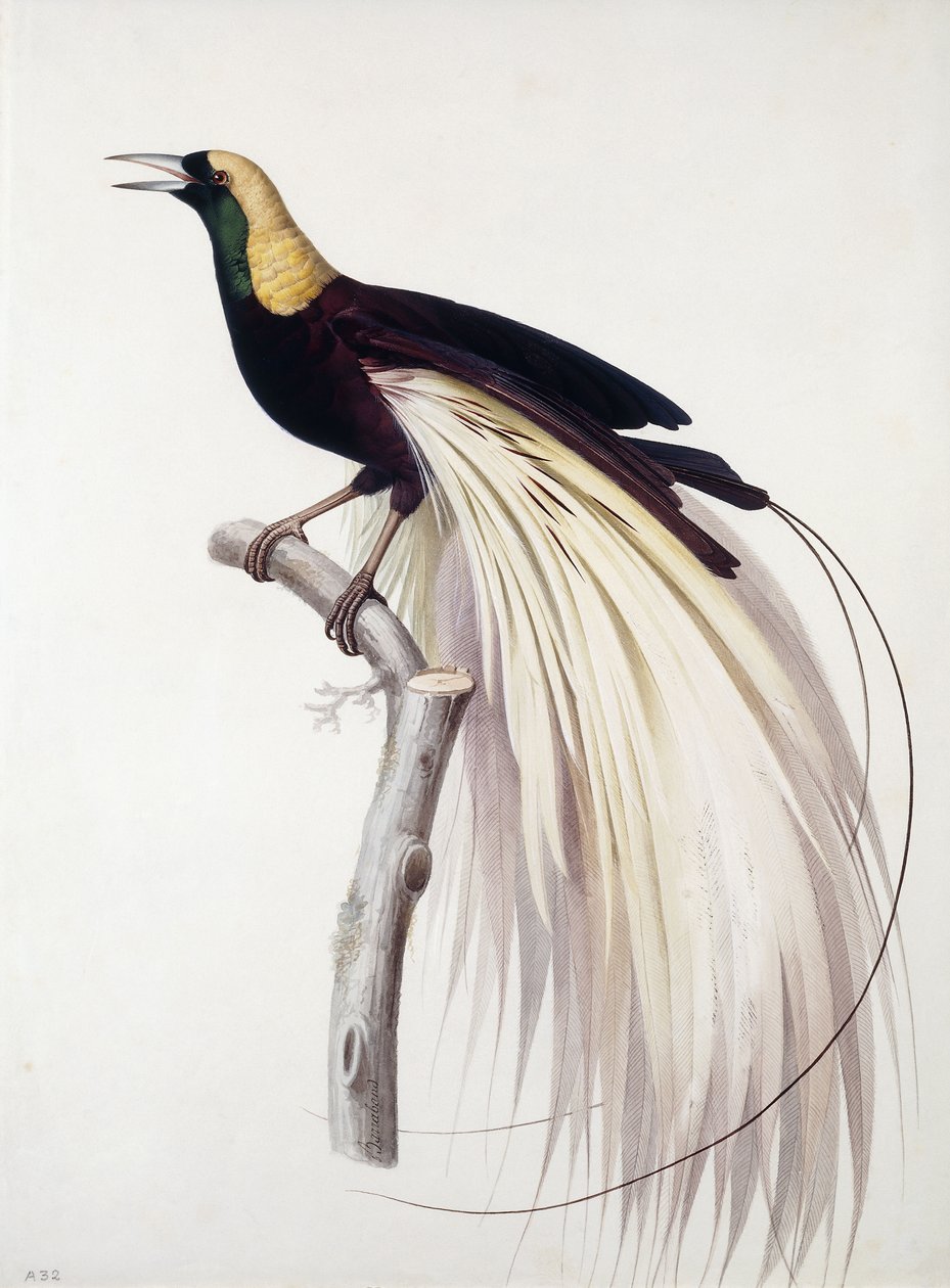 Grand oiseau de paradis, mâle - Jacques Barraband