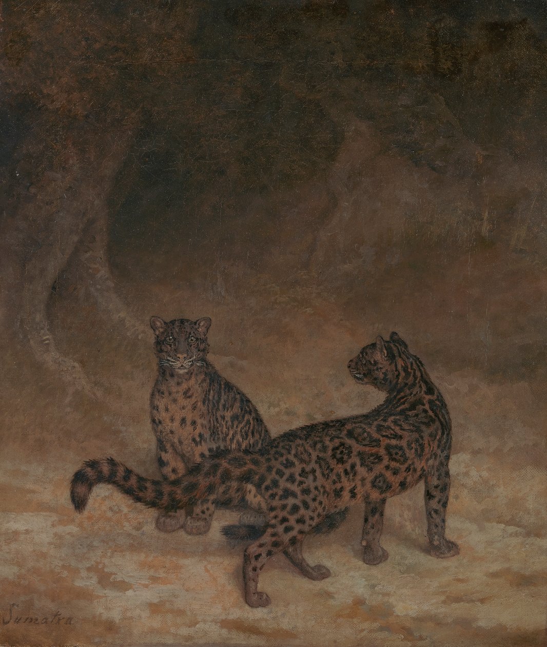 Léopards nébuleux - Jacques Laurent Agasse