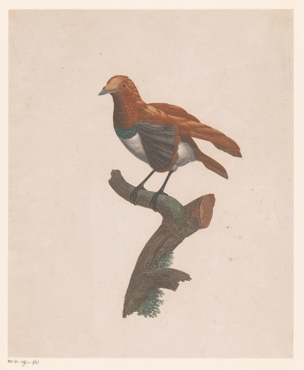 Oiseau sur une branche - Jacques Louis Perée