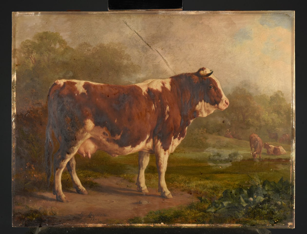 Vache à robe blanche et rousse - Jacques Raymond Brascassat