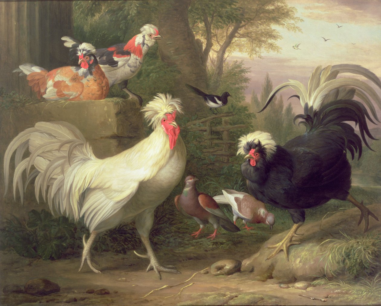 Coqs et pigeons - Jakob Bogdani or Bogdany